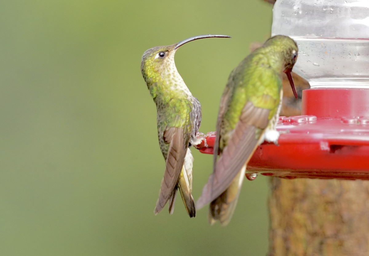 Mountain Velvetbreast - ML636306598