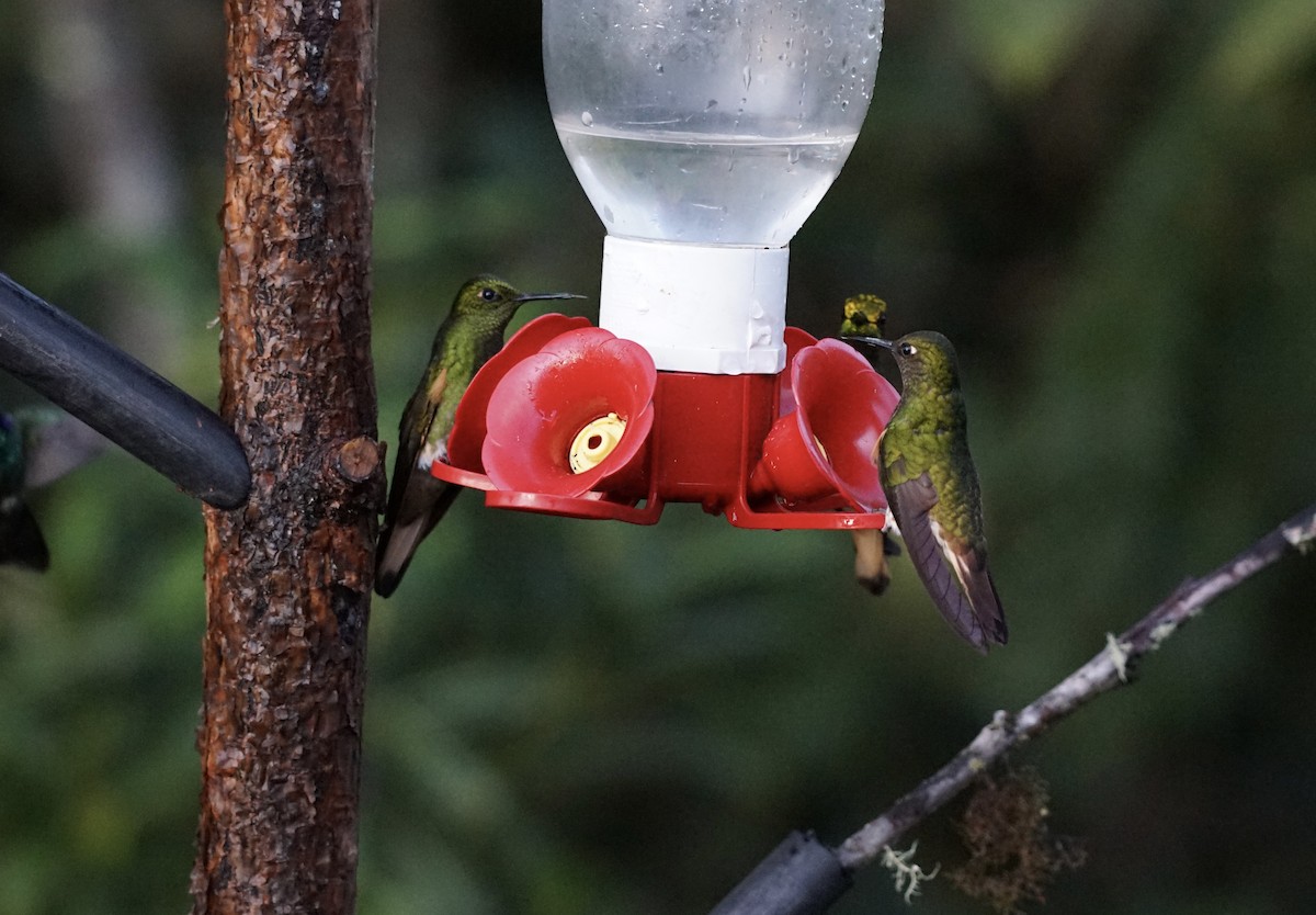 Buff-tailed Coronet - ML636306686