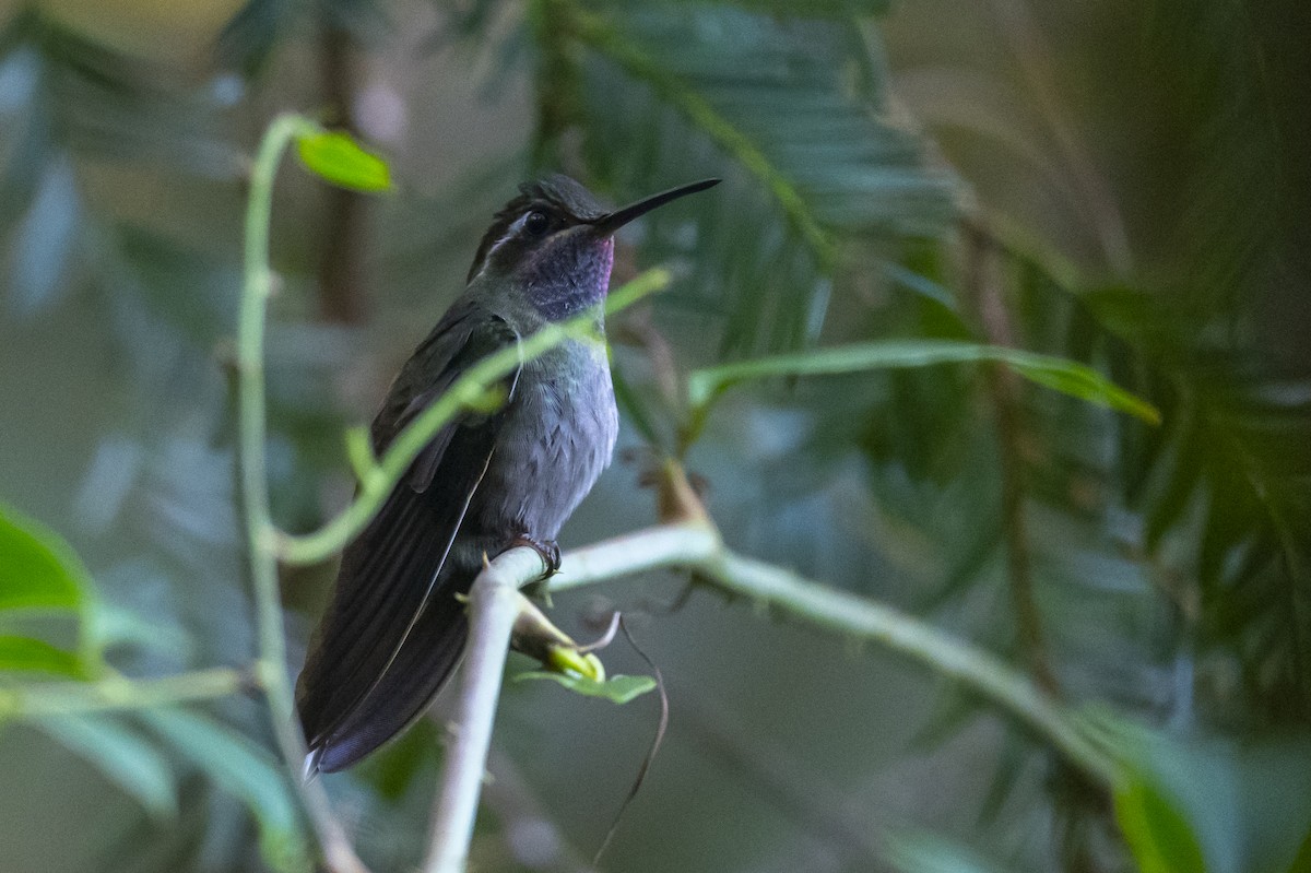 Amethyst-throated Mountain-gem - ML636306741