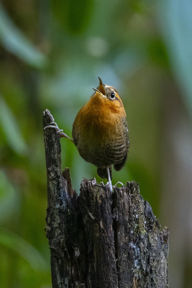 Rufous-browed Wren - ML636306767