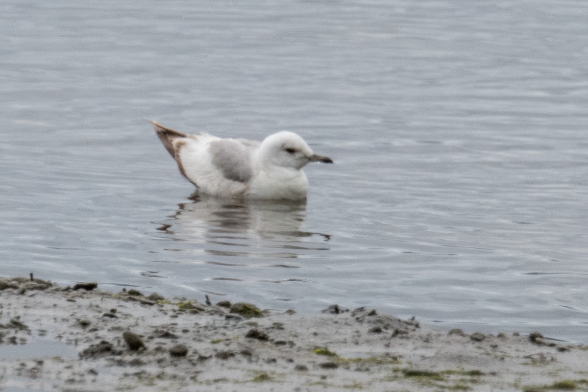 Short-billed Gull - ML636306769