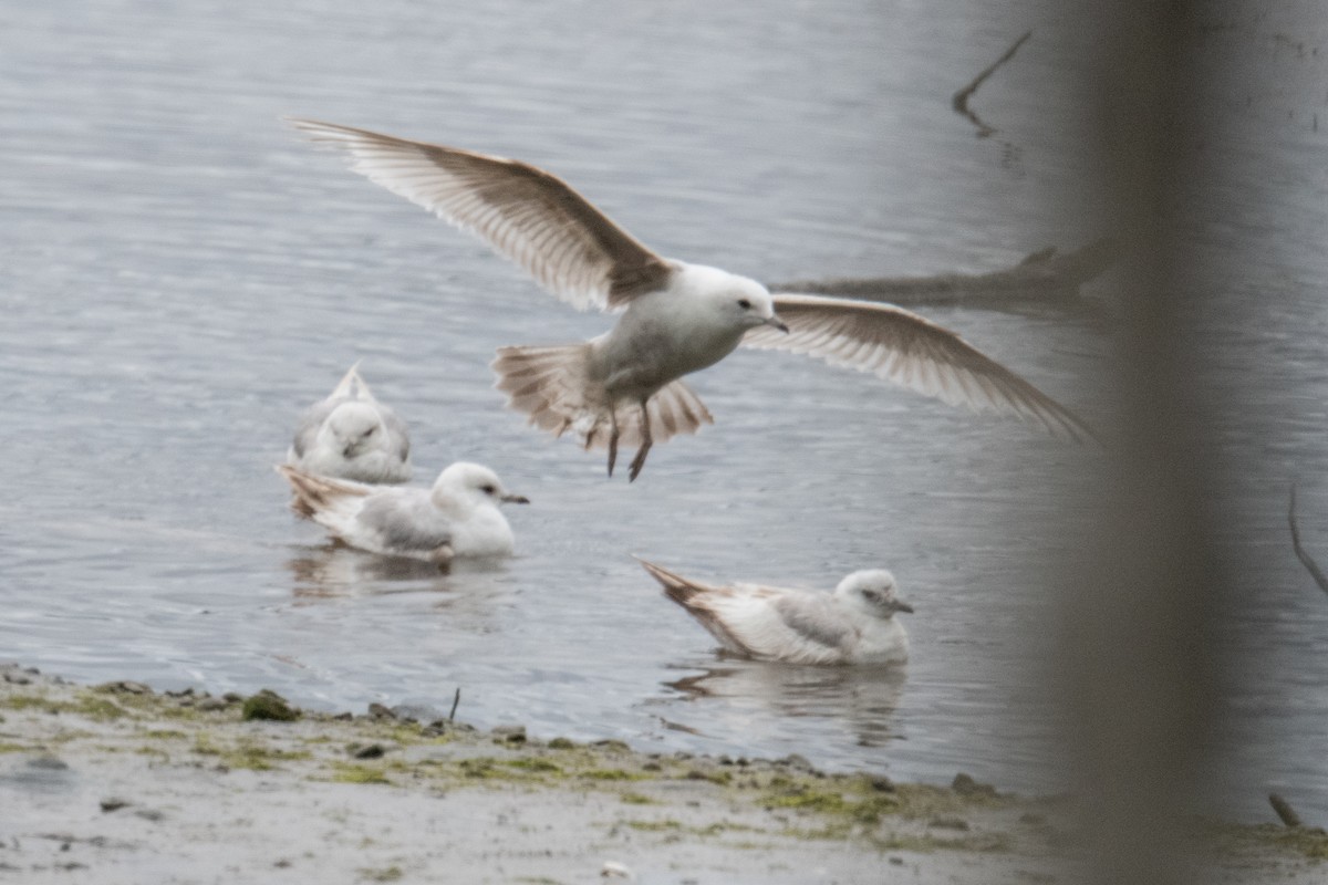 Short-billed Gull - ML636306771