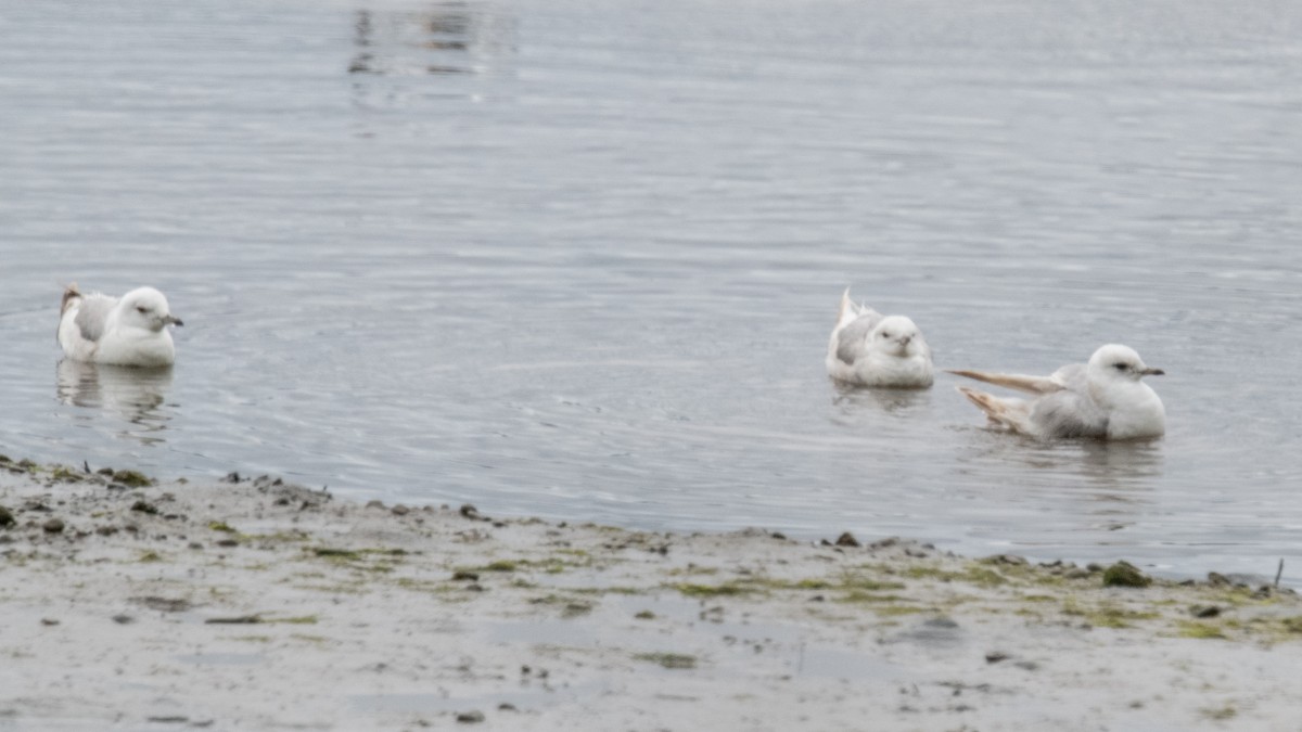 Short-billed Gull - ML636306772