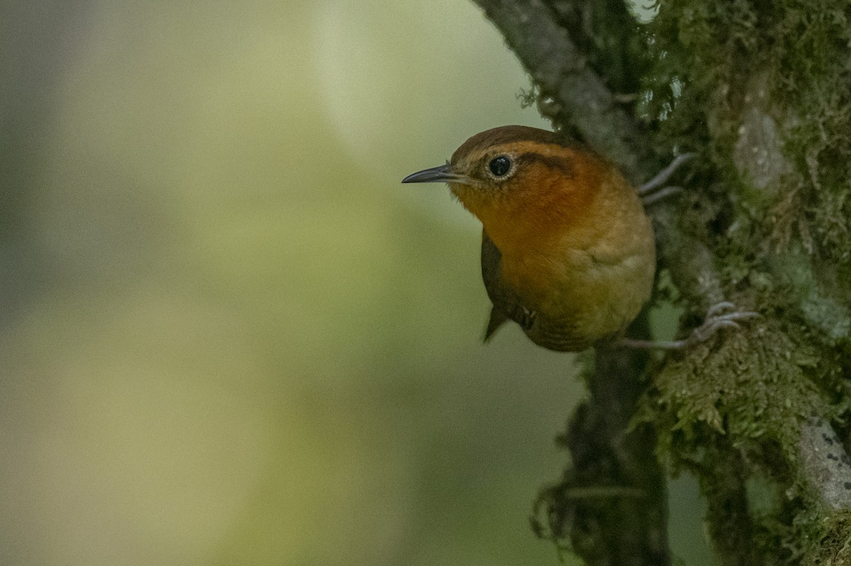 Rufous-browed Wren - ML636306773