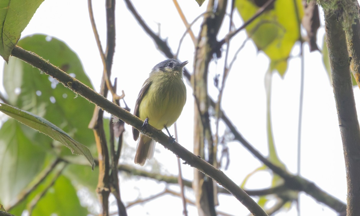 Ashy-headed Tyrannulet - ML636306811