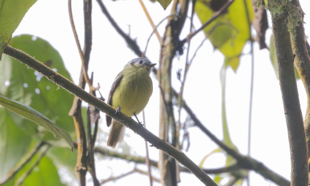 Ashy-headed Tyrannulet - ML636306812