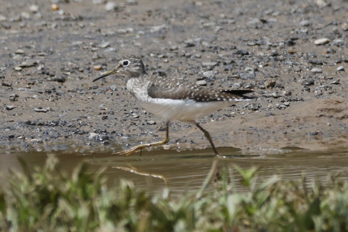 Solitary Sandpiper - ML636306819