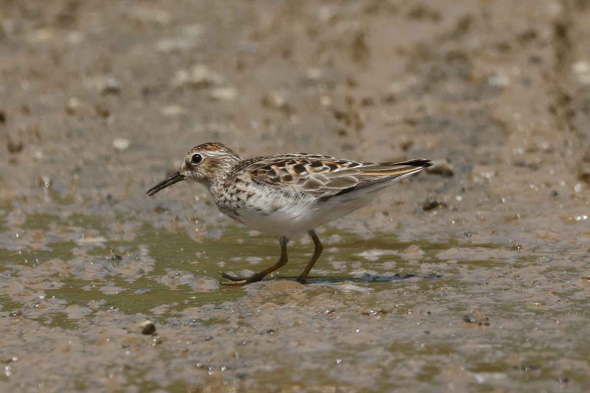 Least Sandpiper - ML636306840