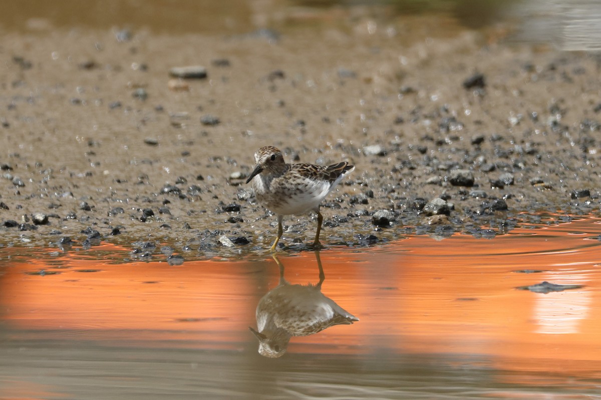 Least Sandpiper - ML636306842