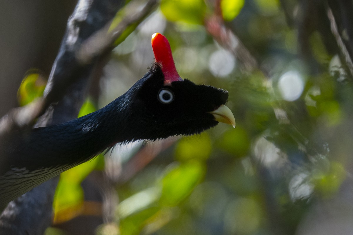 Horned Guan - ML636306859