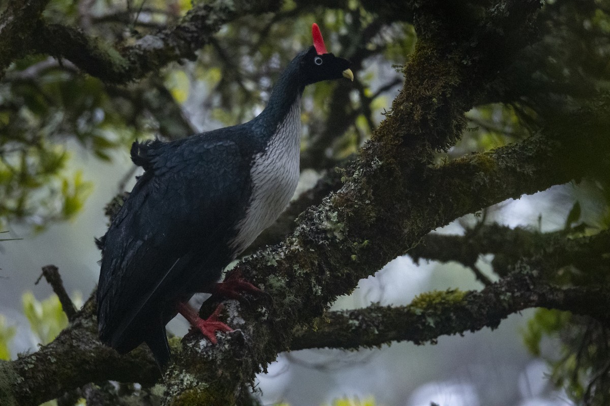 Horned Guan - ML636306903