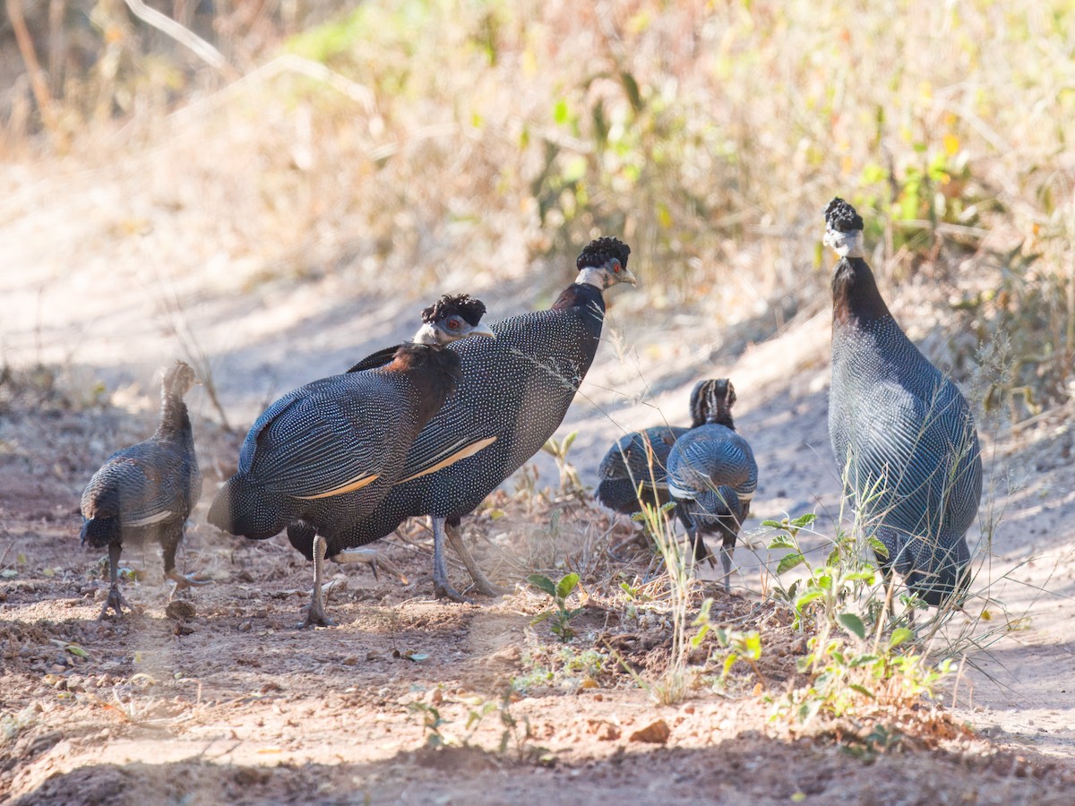 Southern Crested Guineafowl - ML636306906
