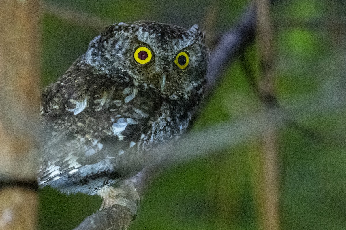 Bearded Screech-Owl - ML636307018