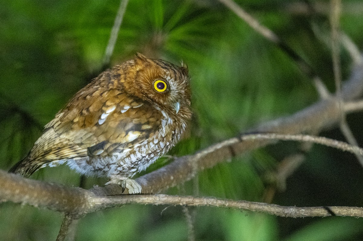 Bearded Screech-Owl - ML636307020