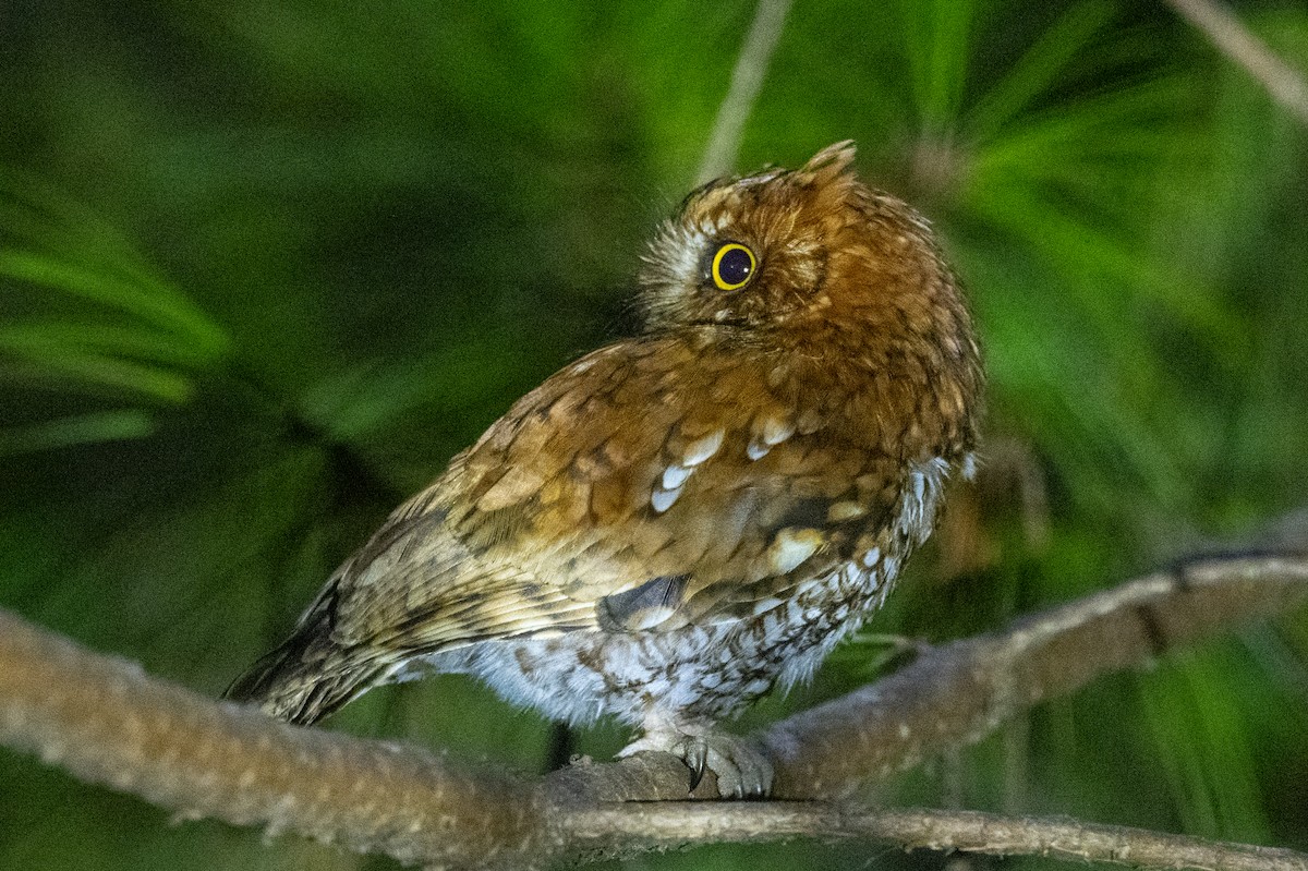 Bearded Screech-Owl - ML636307041