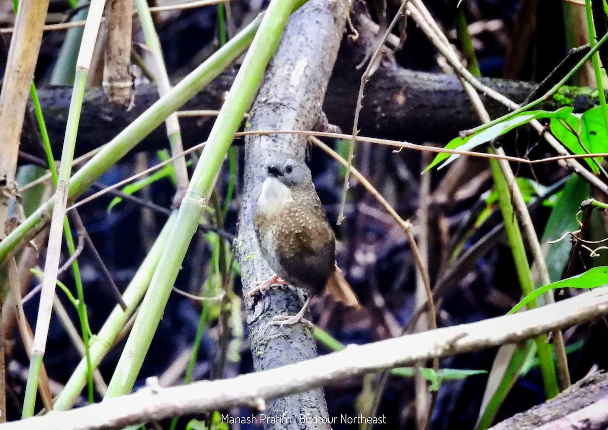 Lisu Wren-Babbler (undescribed form) - ML636307062