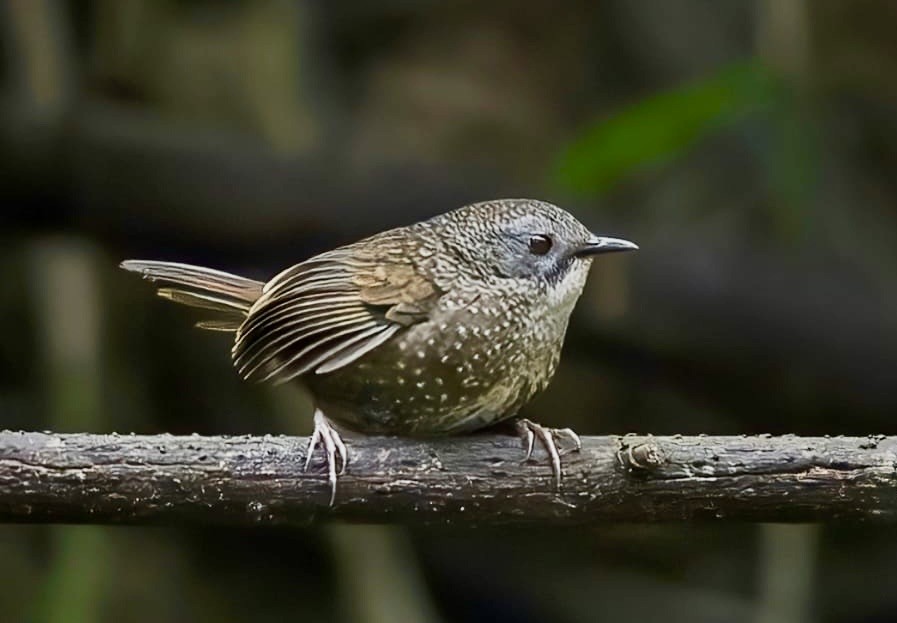 Lisu Wren-Babbler (undescribed form) - ML636307139