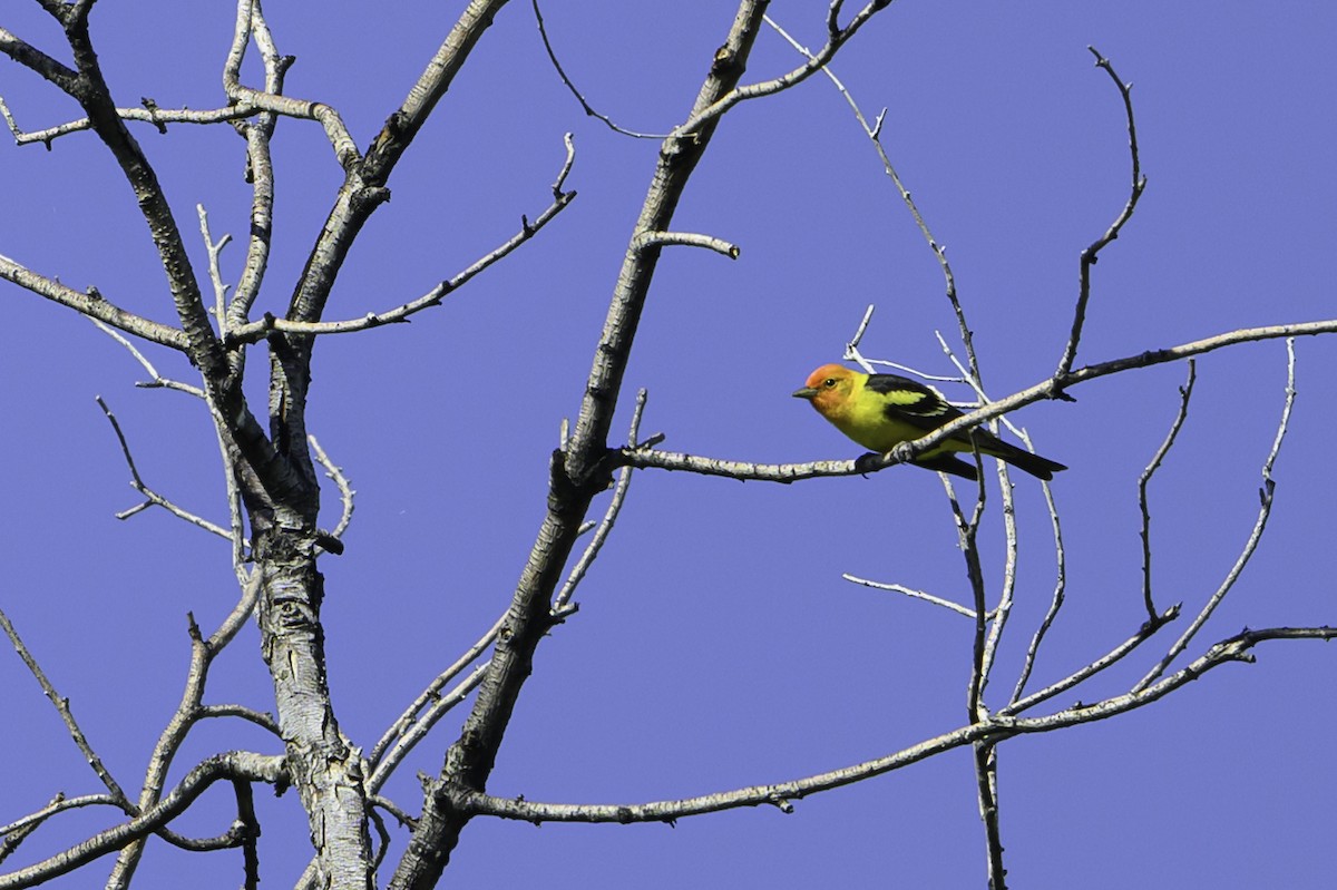 Western Tanager - ML636307141