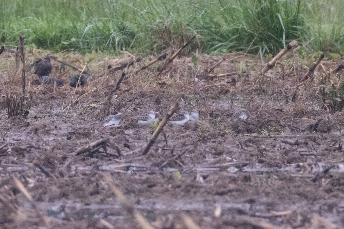 Semipalmated Sandpiper - ML636307428