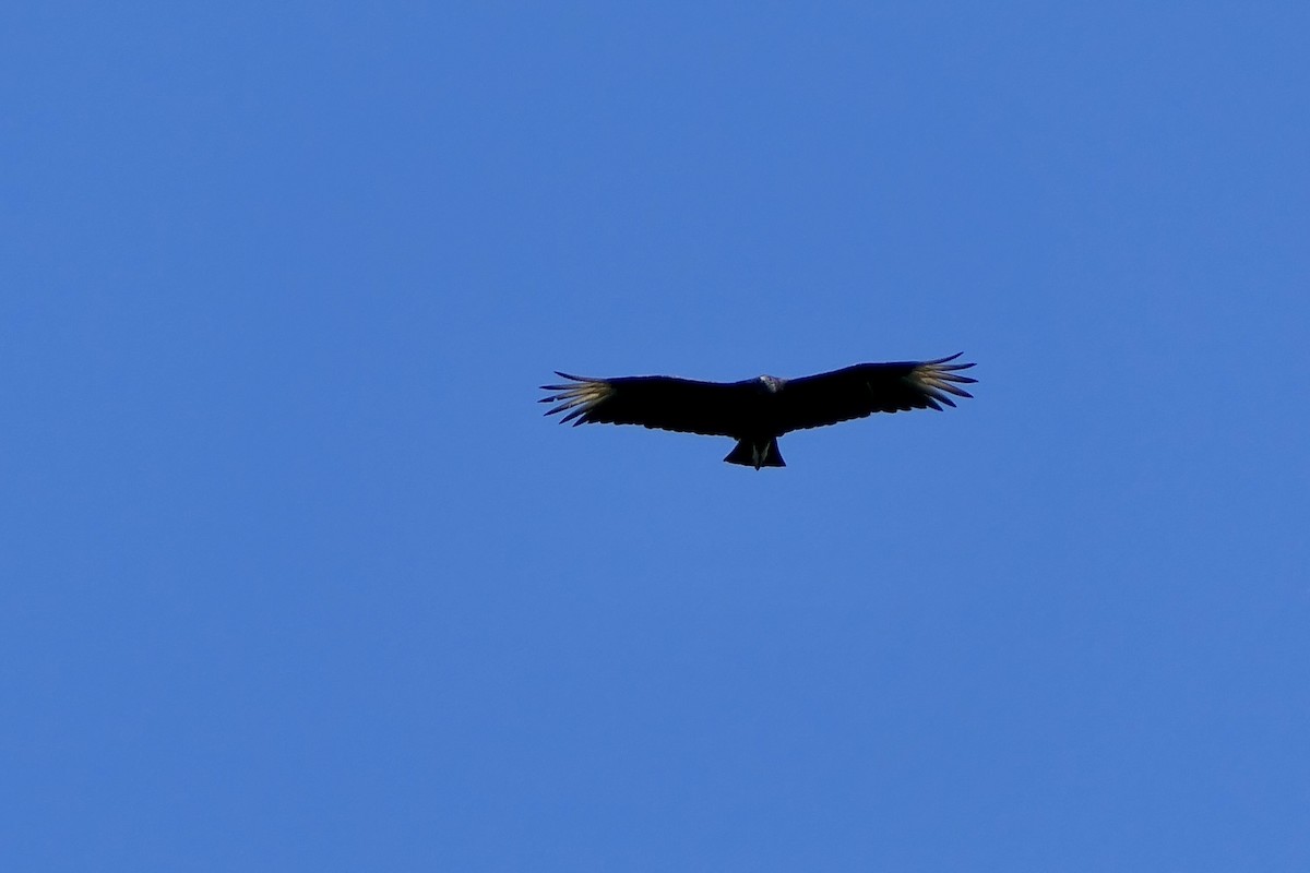 Black Vulture - ML636307555