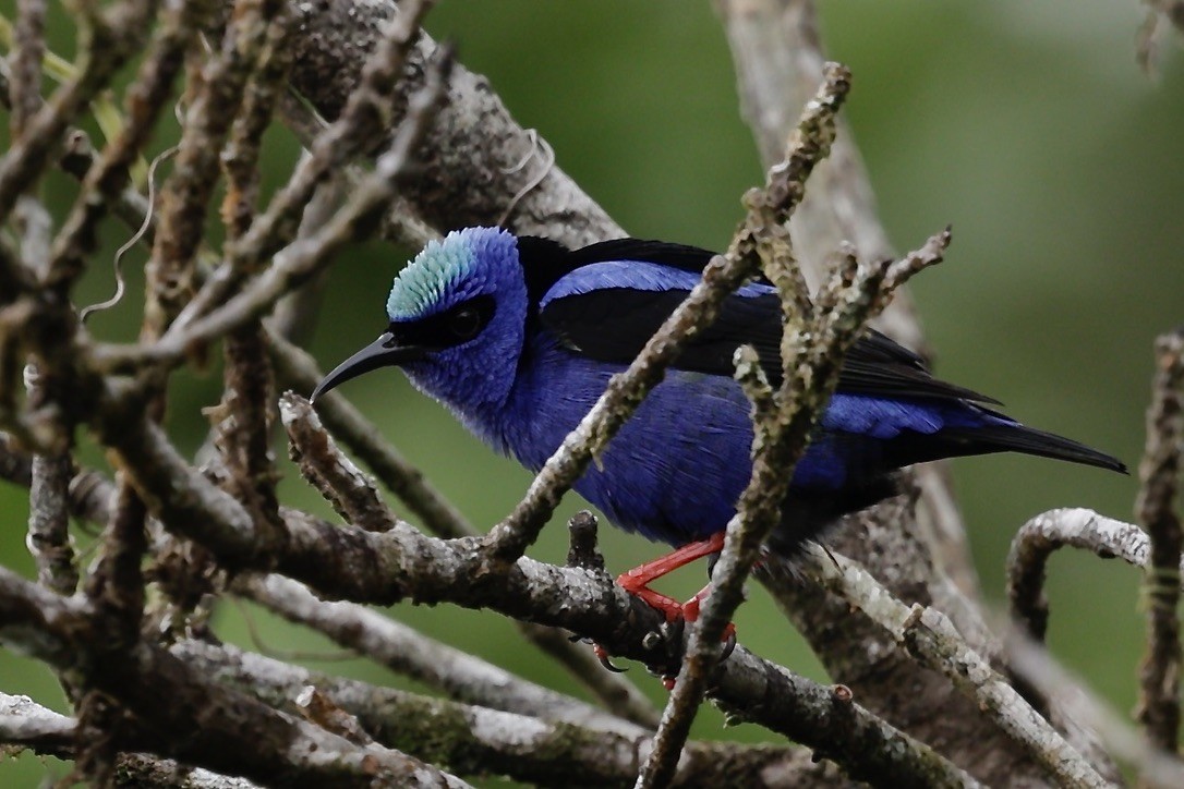 Red-legged Honeycreeper - Roger Woodruff