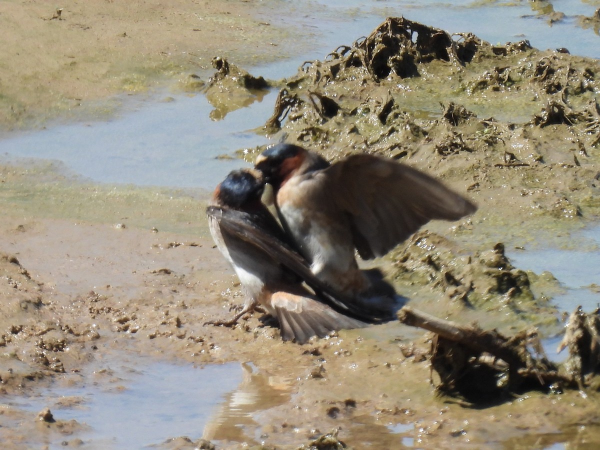 Cliff Swallow - ML636307663