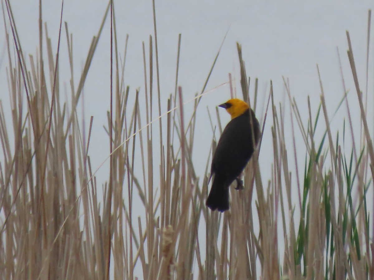 Yellow-headed Blackbird - ML636307693