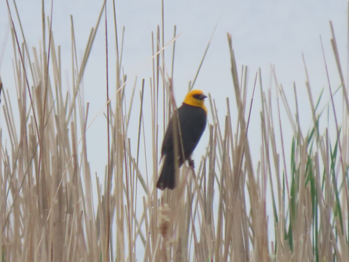 Yellow-headed Blackbird - ML636307694