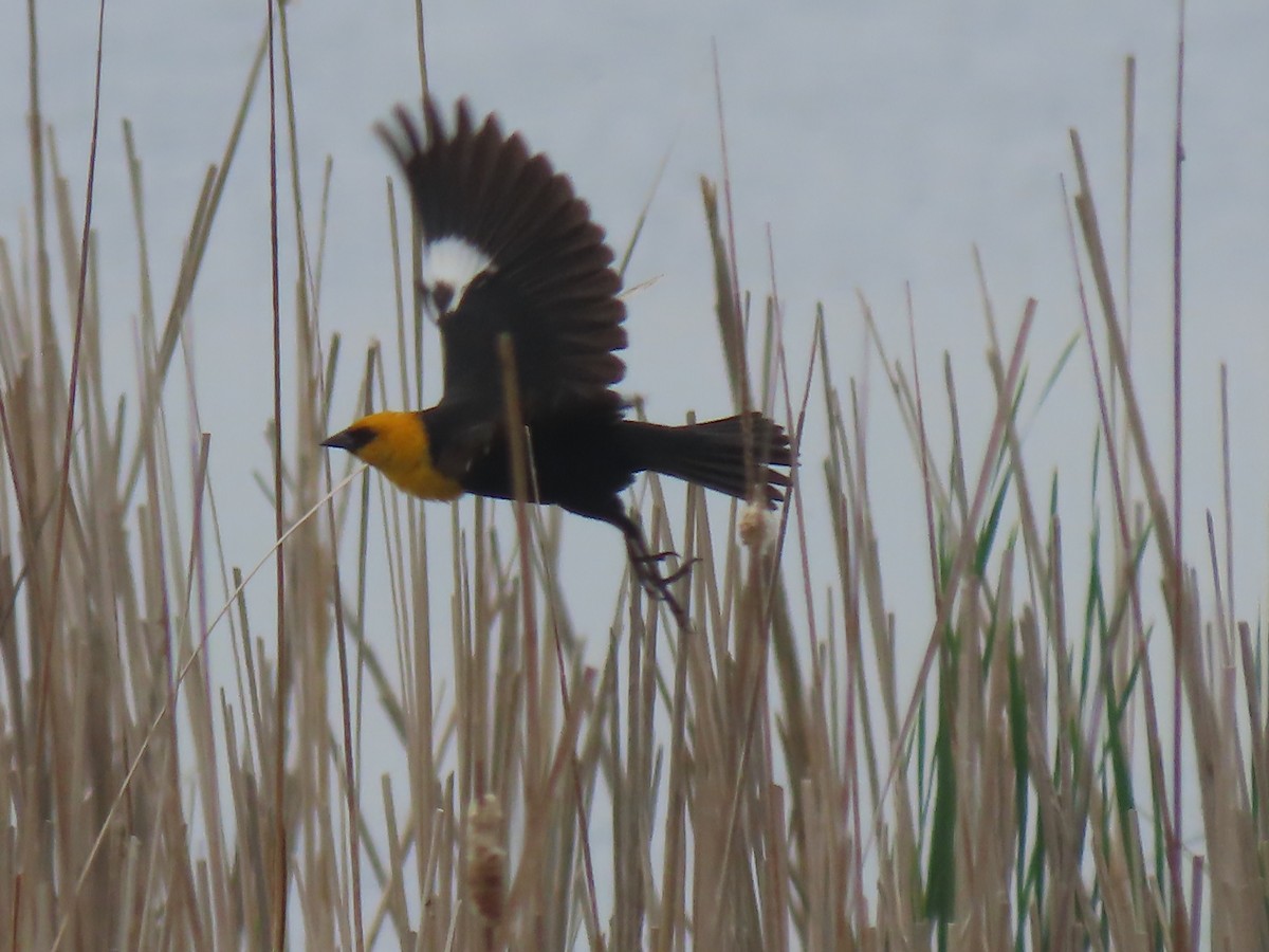 Yellow-headed Blackbird - ML636307695