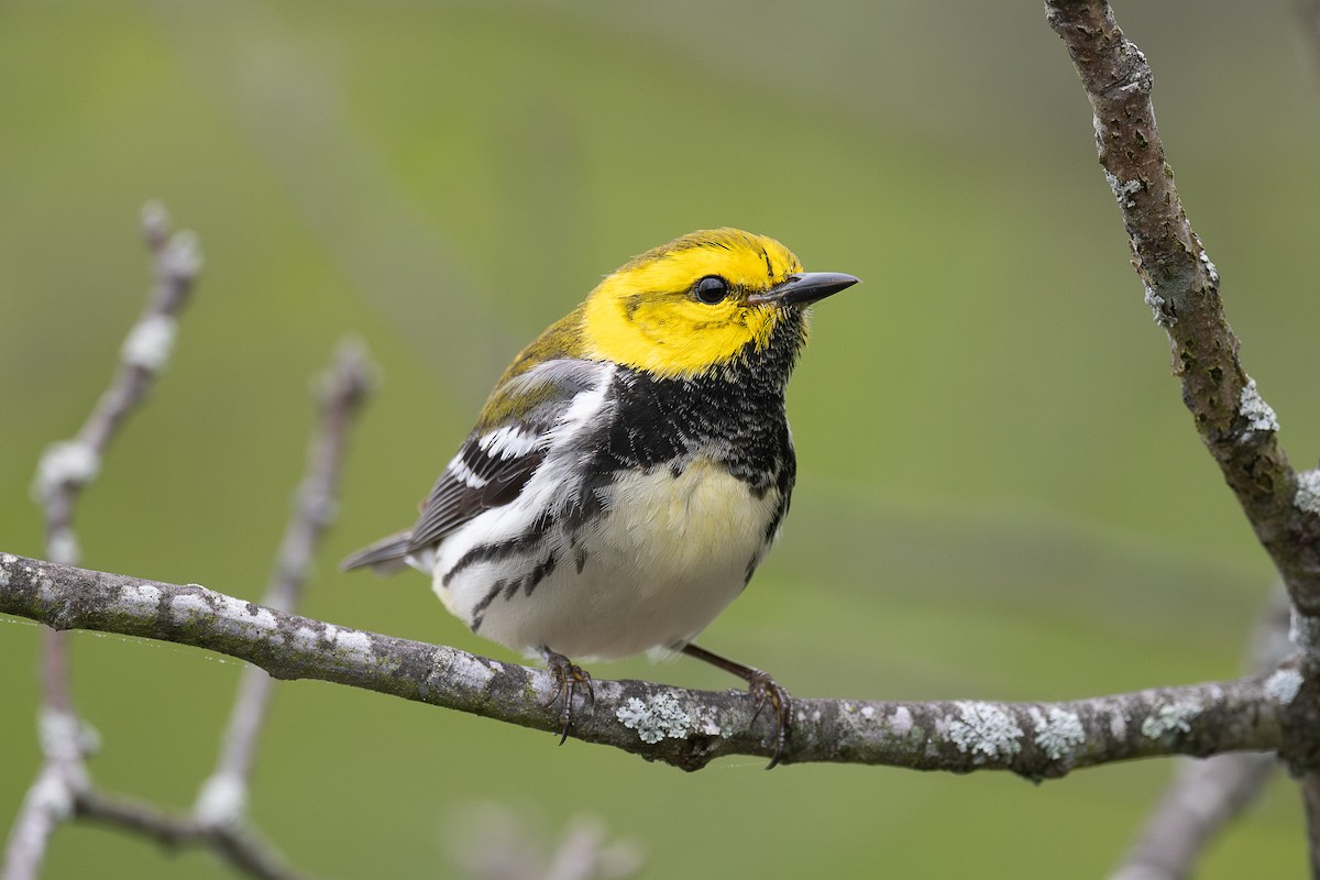 Black-throated Green Warbler - ML636307811