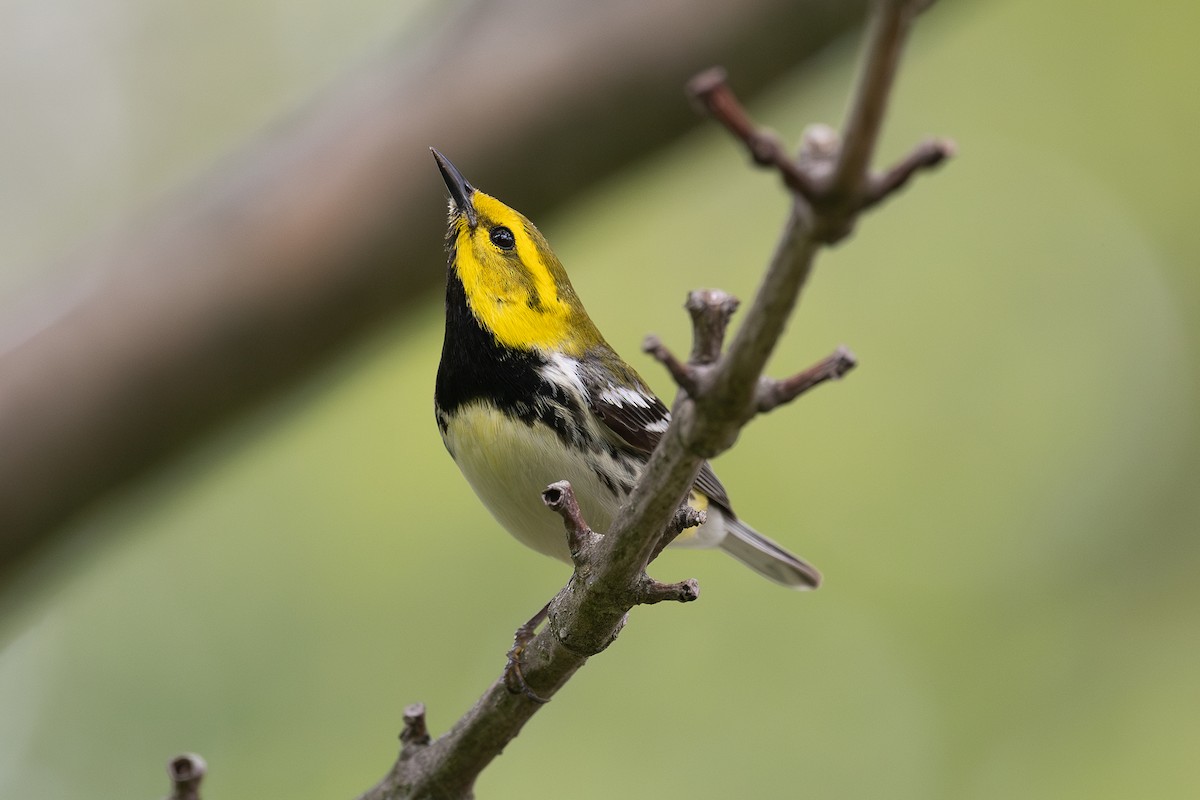 Black-throated Green Warbler - ML636307822