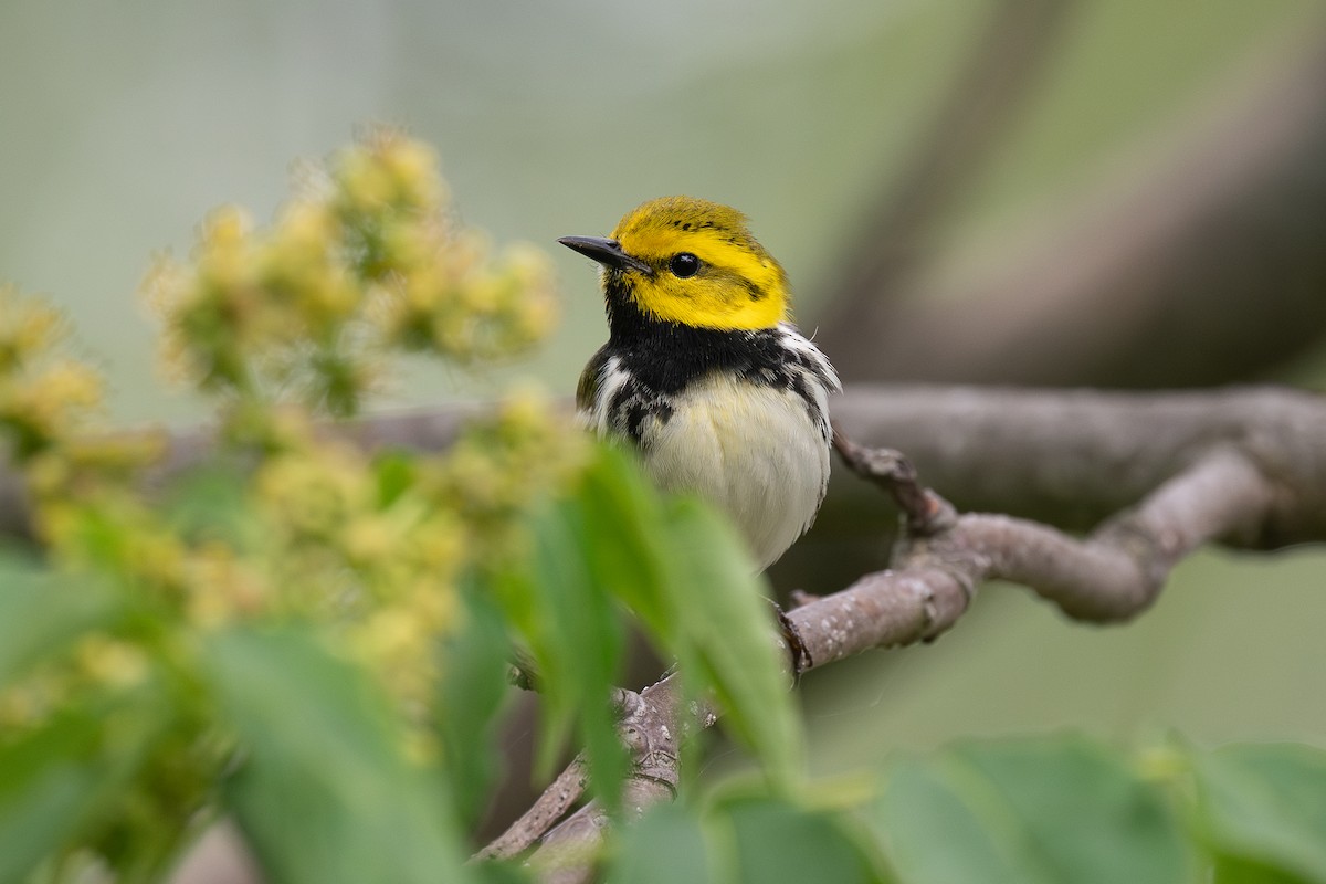 Black-throated Green Warbler - ML636307823