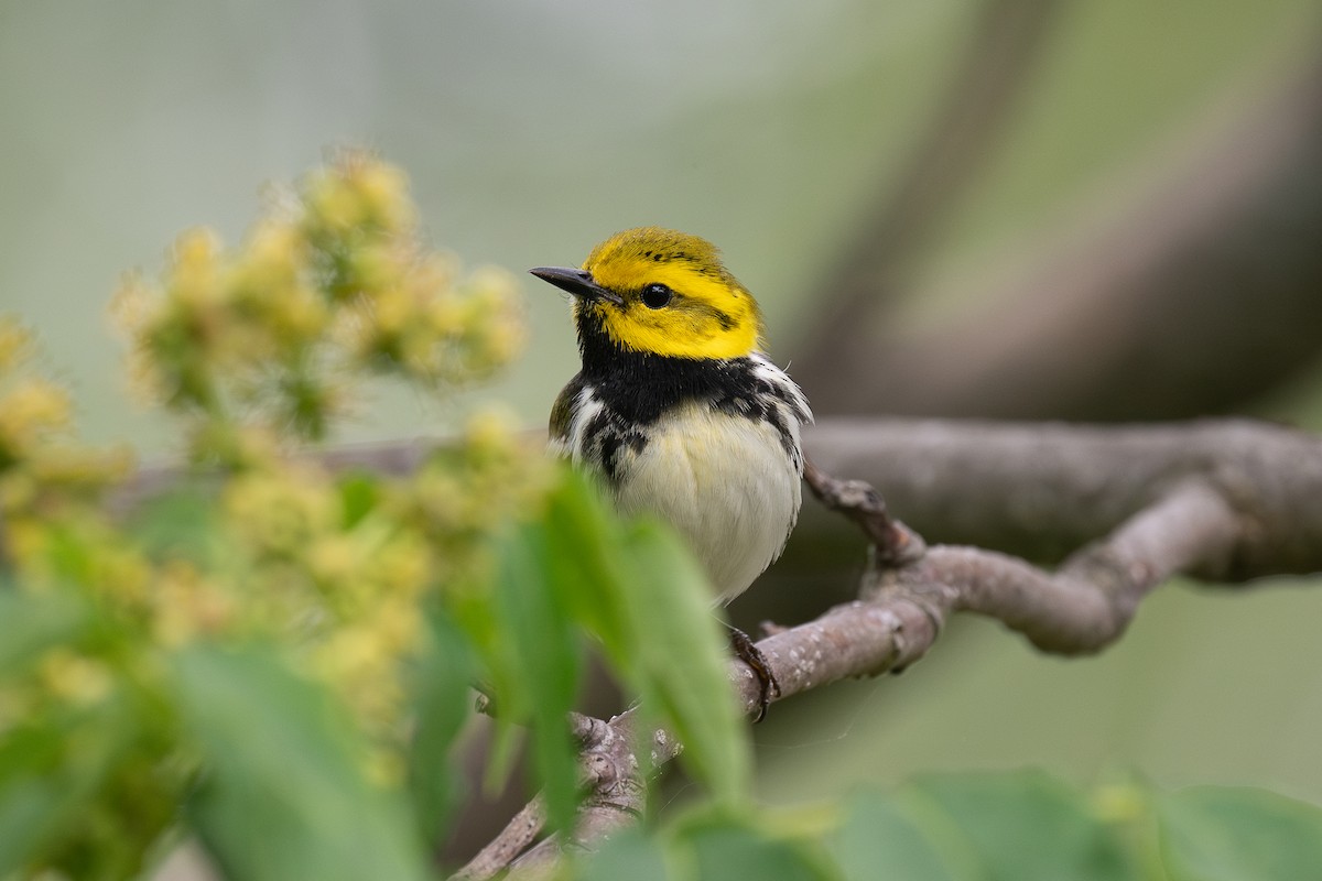Black-throated Green Warbler - ML636307824