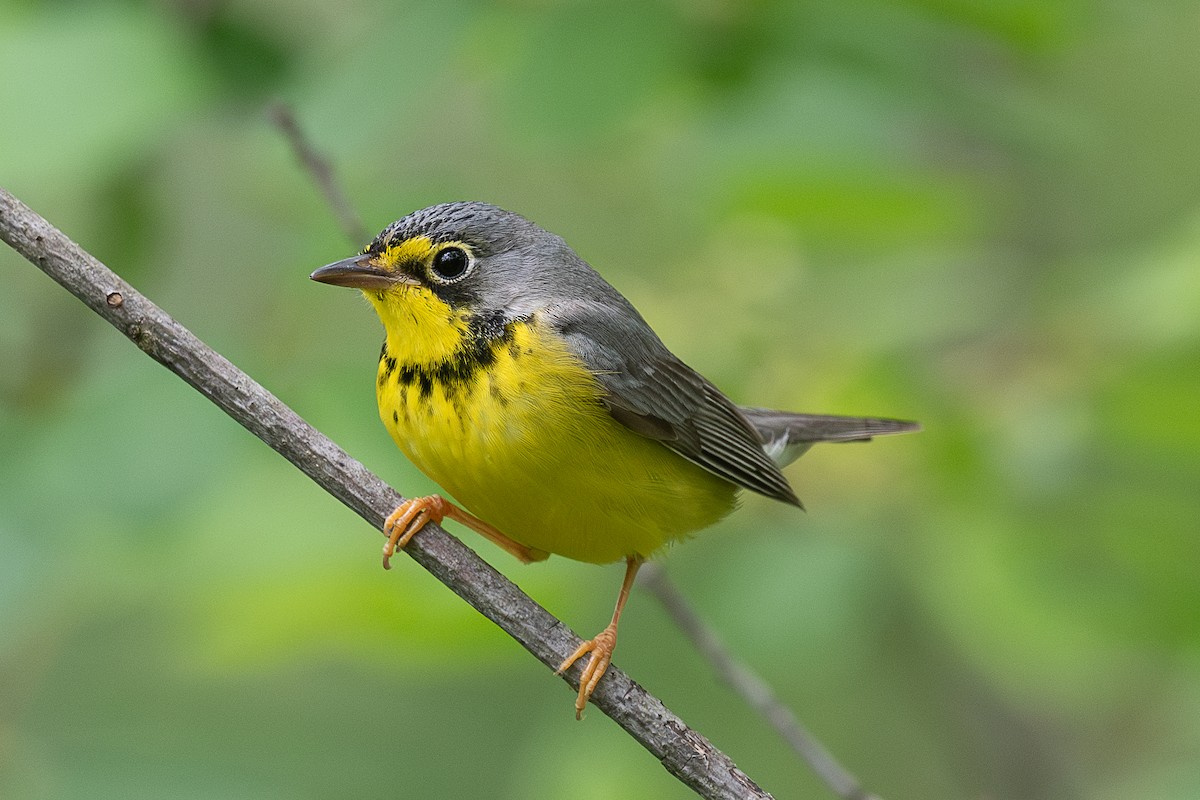 Canada Warbler - ML636307833