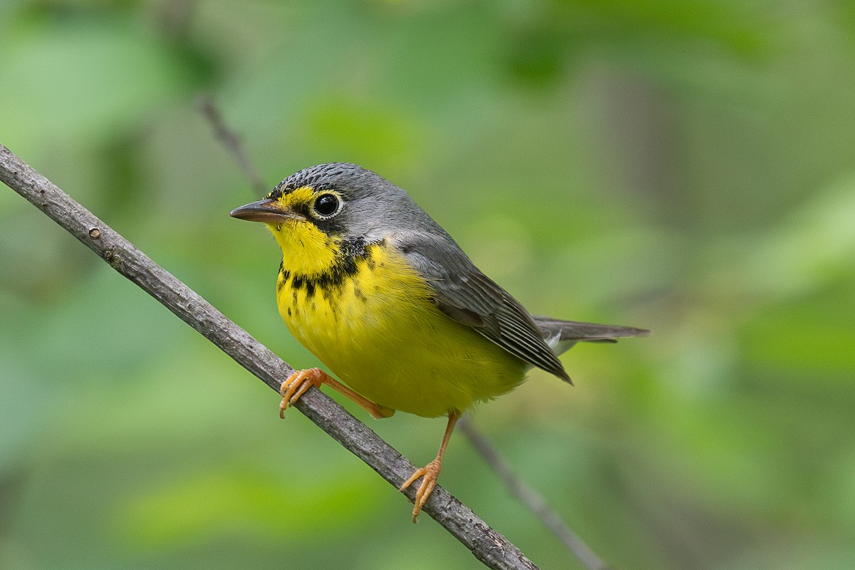 Canada Warbler - ML636307834