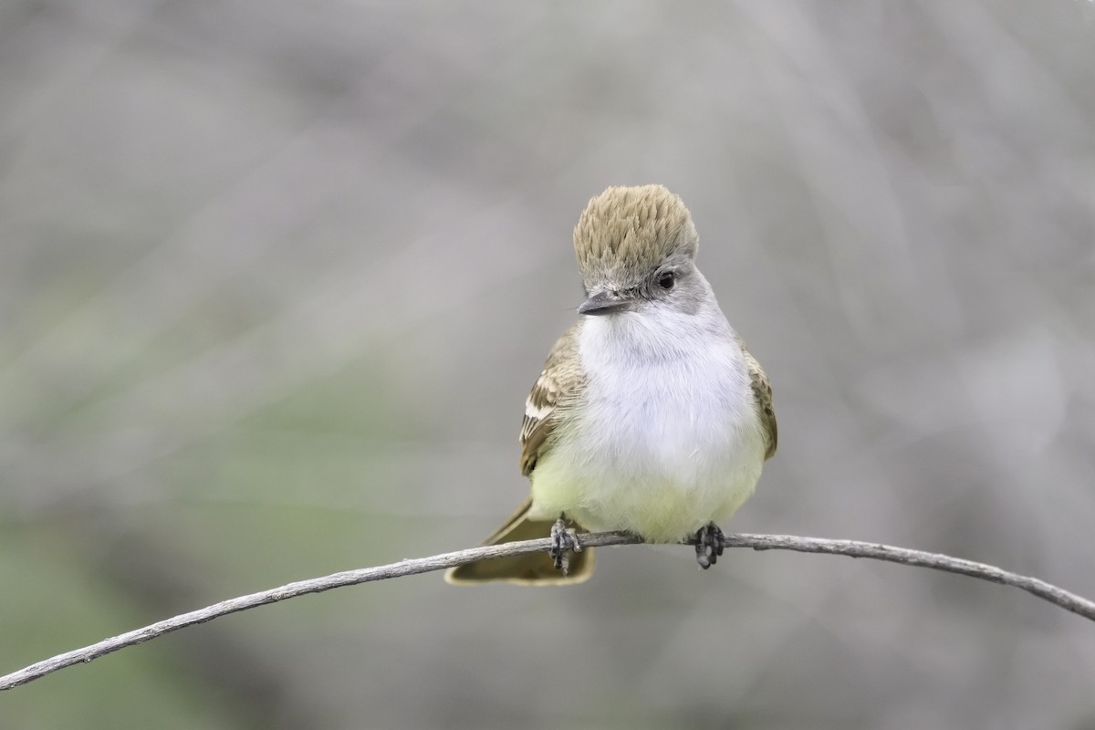 Ash-throated Flycatcher - ML636307845