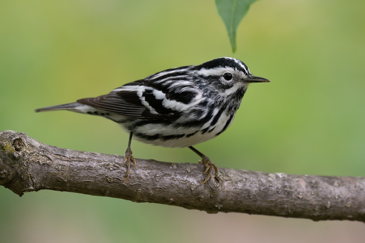 Black-and-white Warbler - ML636307846