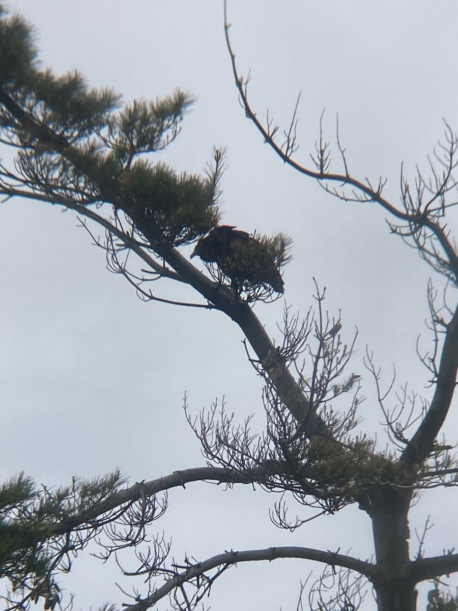 Black Vulture - ML636307855