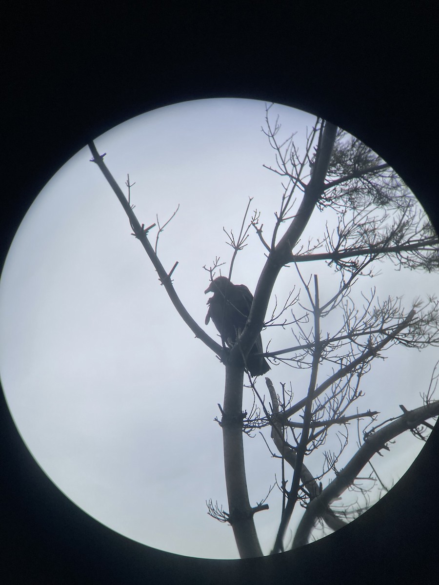 Black Vulture - ML636307856