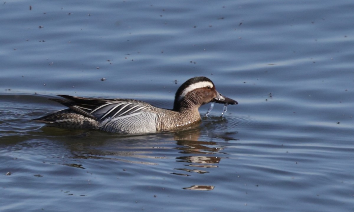 Garganey - ML636308002