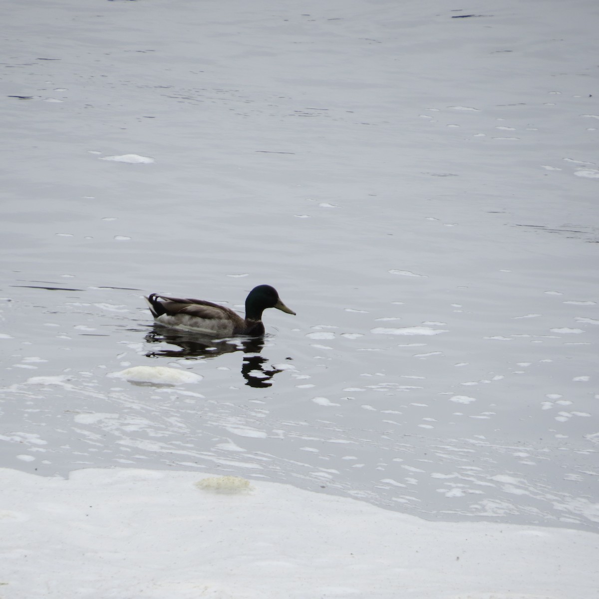 Canard colvert - ML636308032