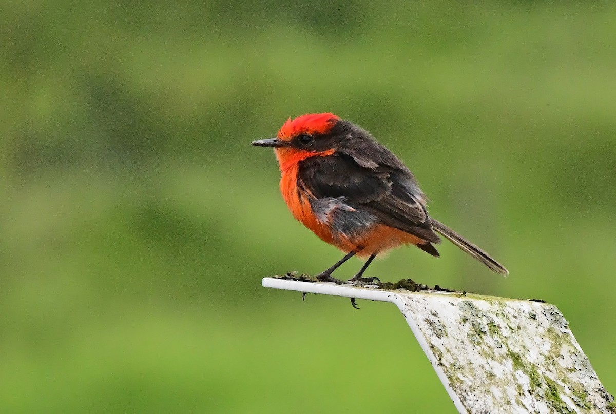 Brujo Flycatcher (Galapagos) - ML636308087