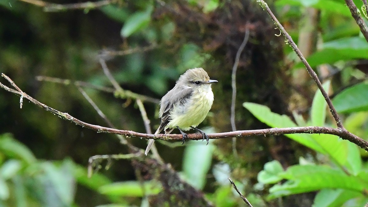 Brujo Flycatcher (Galapagos) - ML636308214