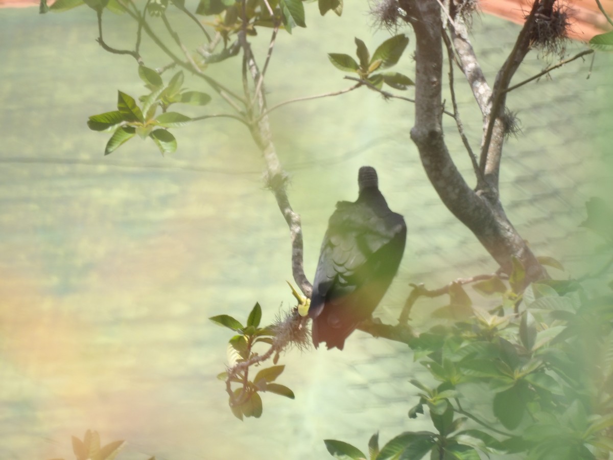 Black Vulture - ML636308267