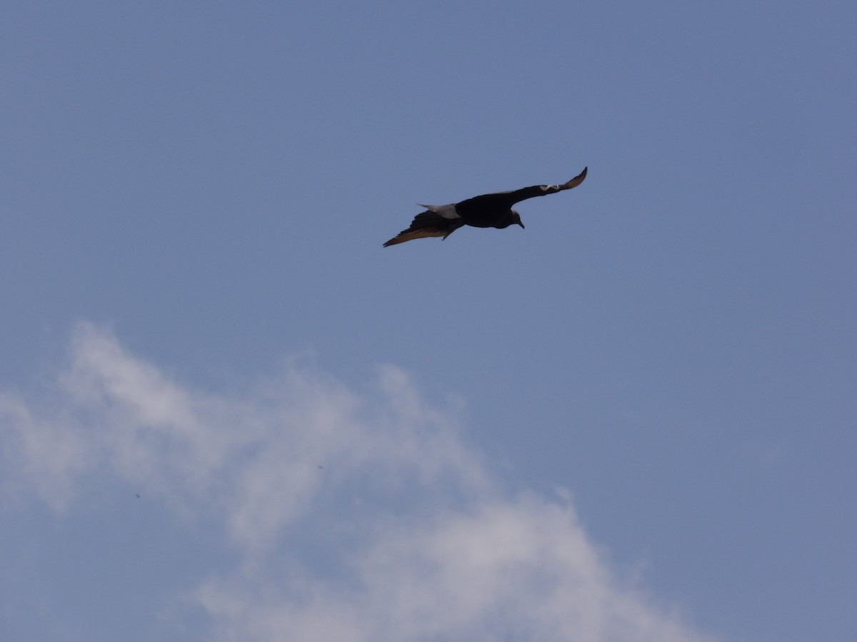 Black Vulture - ML636308269