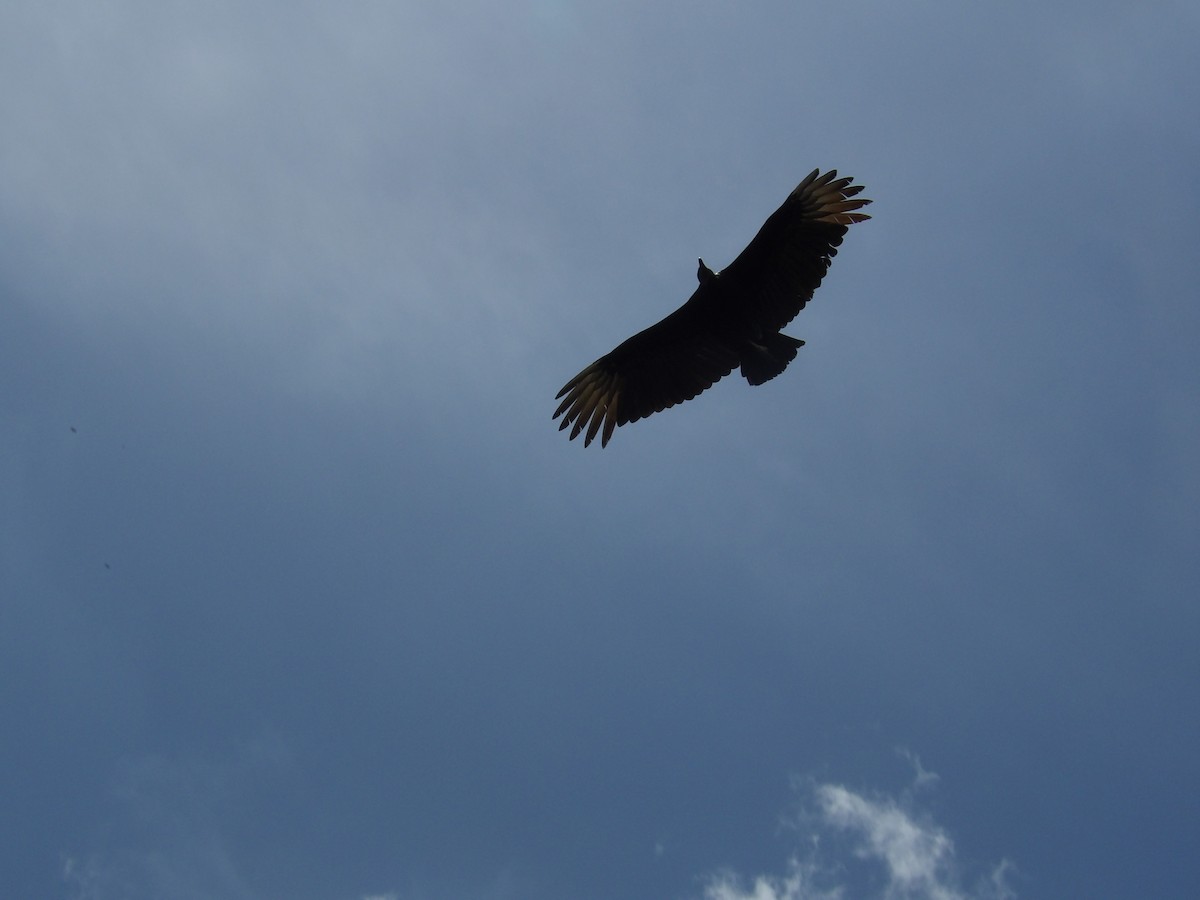 Black Vulture - ML636308275