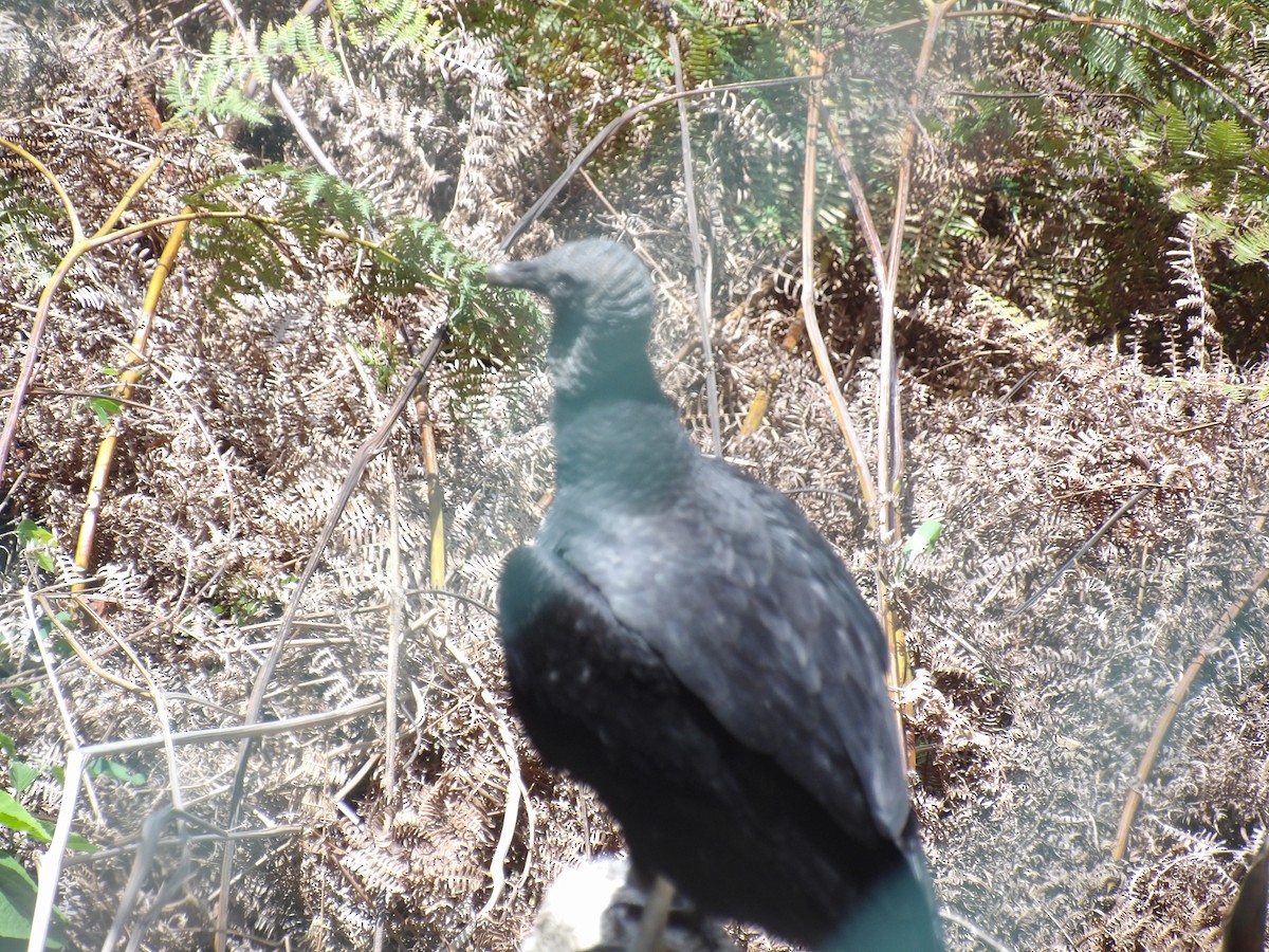 Black Vulture - ML636308277