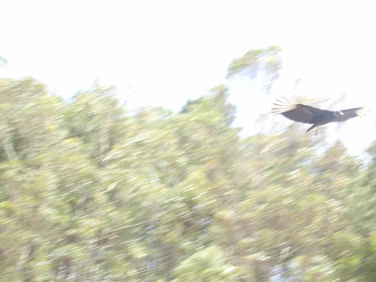 Black Vulture - ML636308282