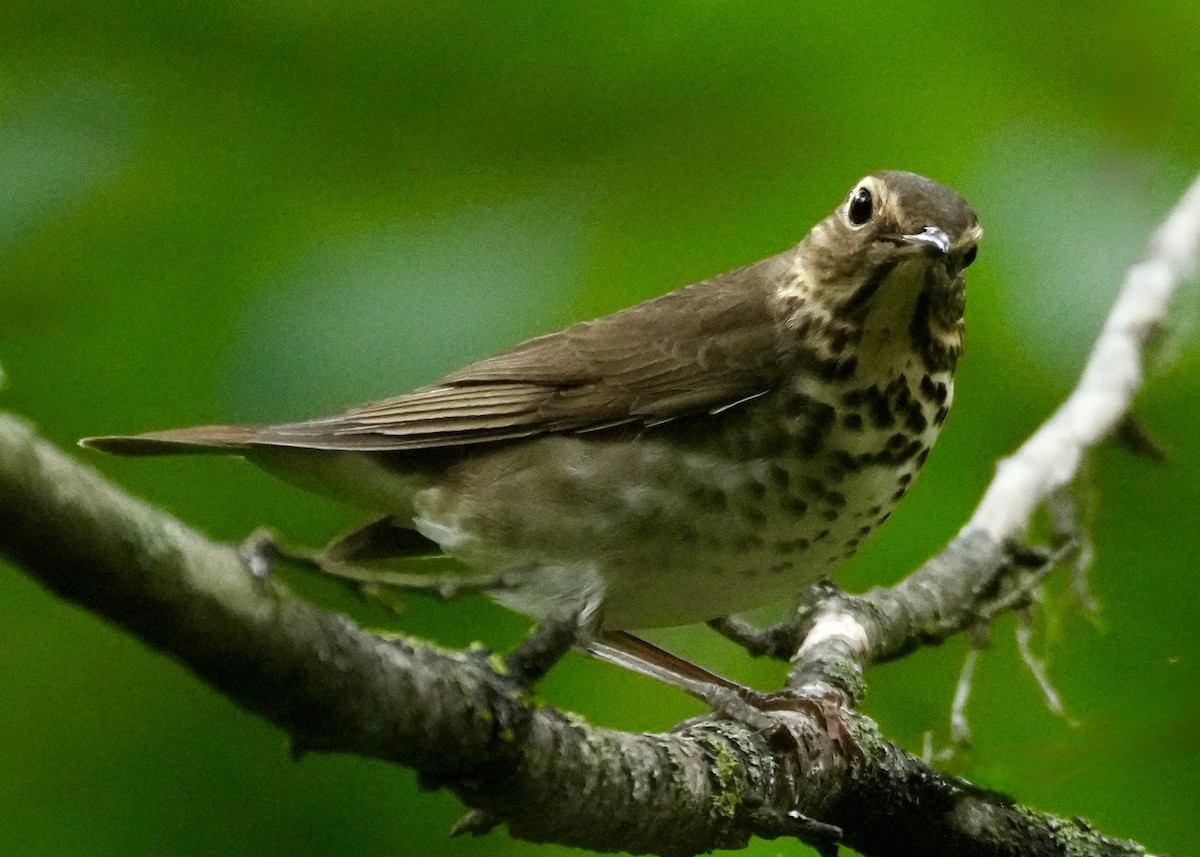 Wood Thrush - ML636308289