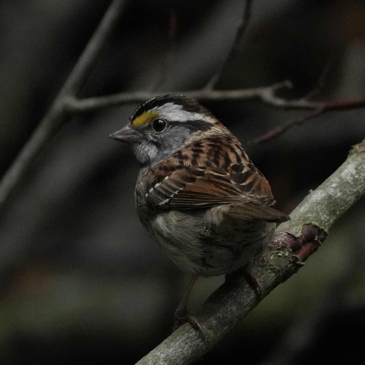 White-throated Sparrow - ML636308300